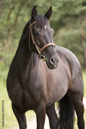 Portrait of a black mare