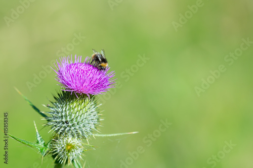 Bumblebee on blooming Purple Thistle