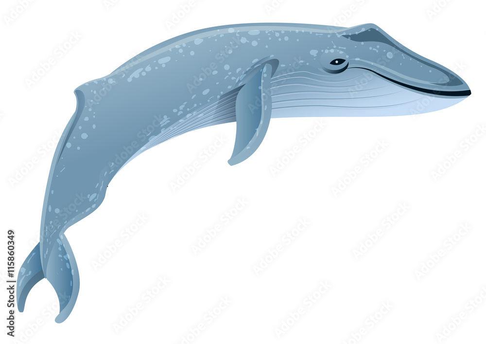 Fototapeta premium Blue whale marine mammal. Blue whale is largest animal on earth