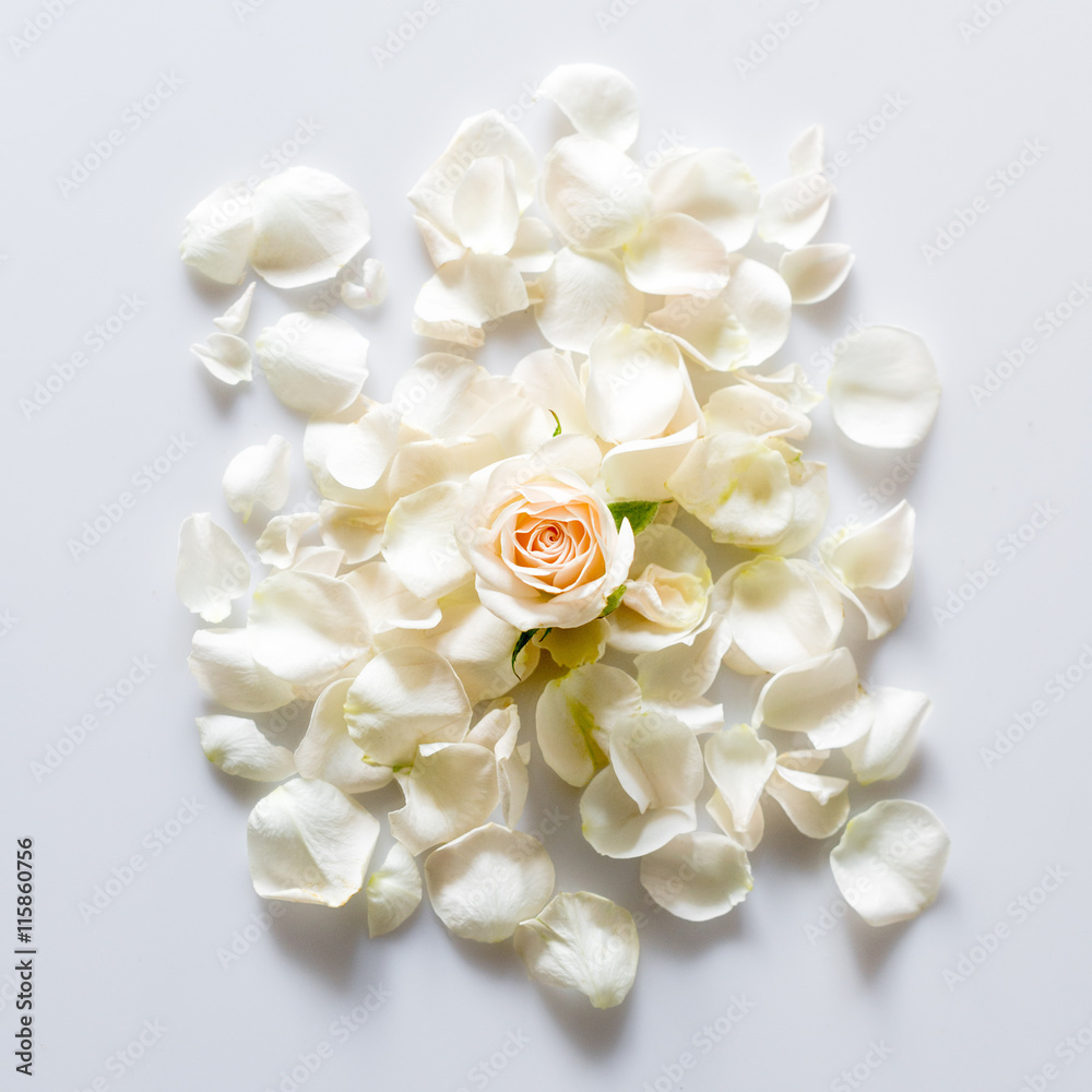 rose petals on white background with space for your text.