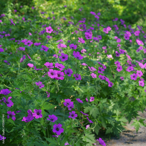 Fototapeta Naklejka Na Ścianę i Meble -  Geranium cranesbill 