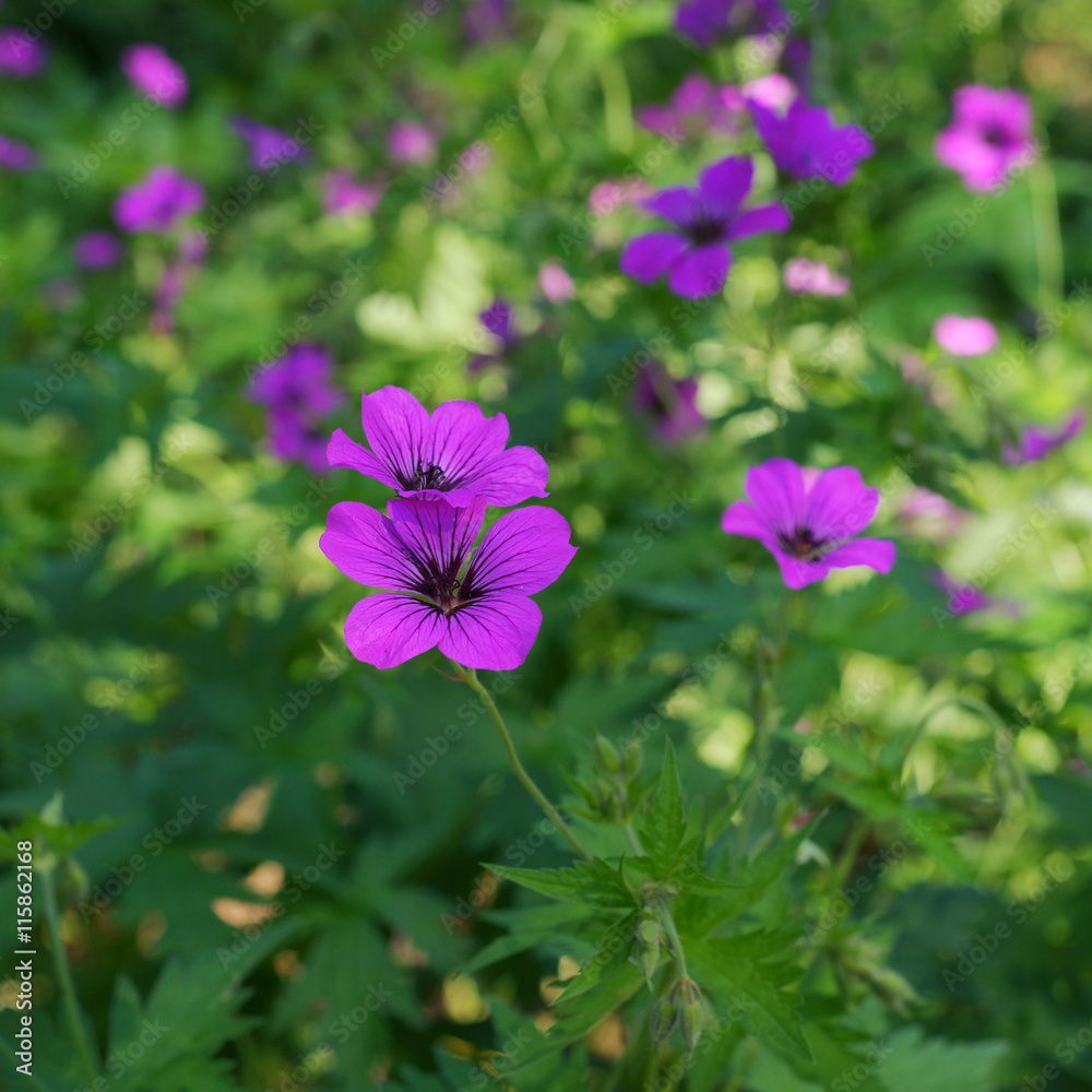 Geranium cranesbill Geranium cranesbill