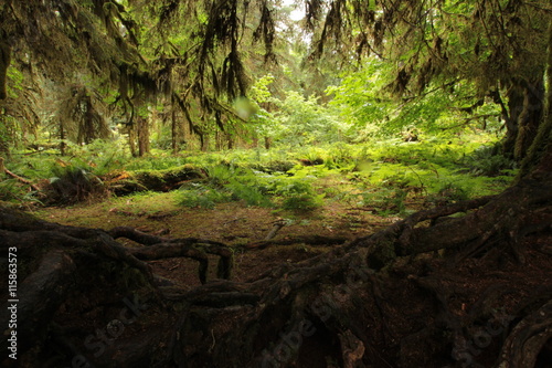 Hoh Rain Forest
