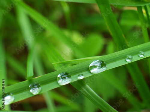 Rain drops on a blade of grass, macro, shallow depth of field