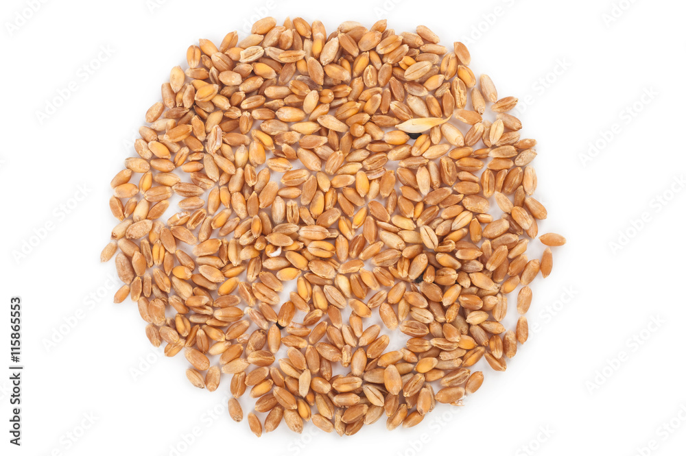 wheat grain