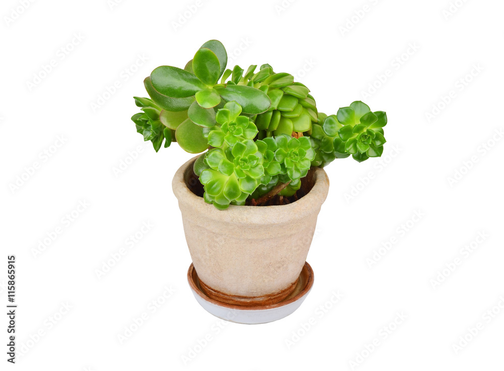 Succulent plant sempervivum and Crassula Succulent plant sempervivum and Crassula