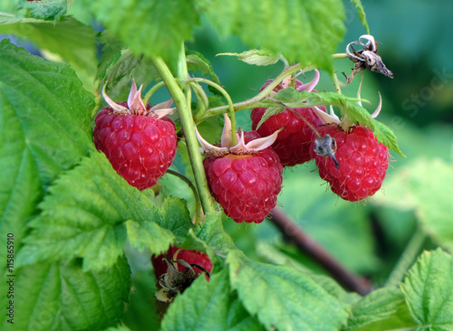 Tableau sur toile Himbeeren