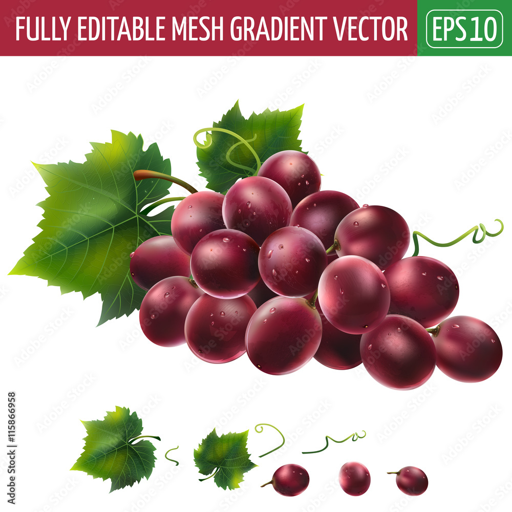 Red grapes on white background. Vector illustration Stock Vector