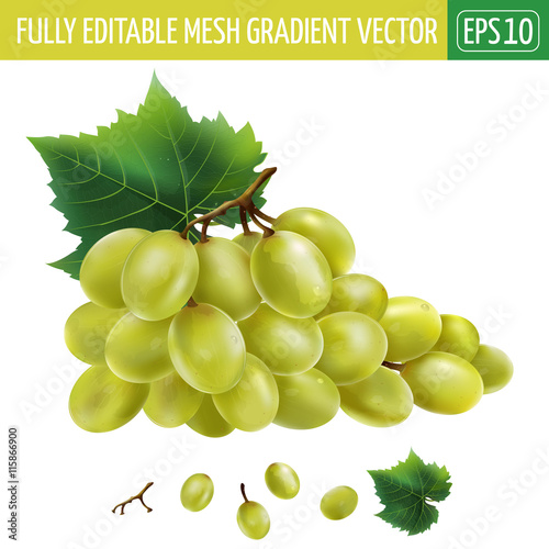 White grapes. Vector illustration