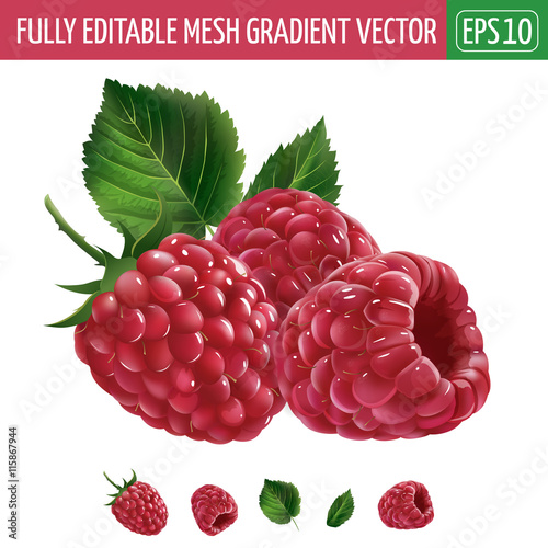 Raspberries on white background. Vector illustration