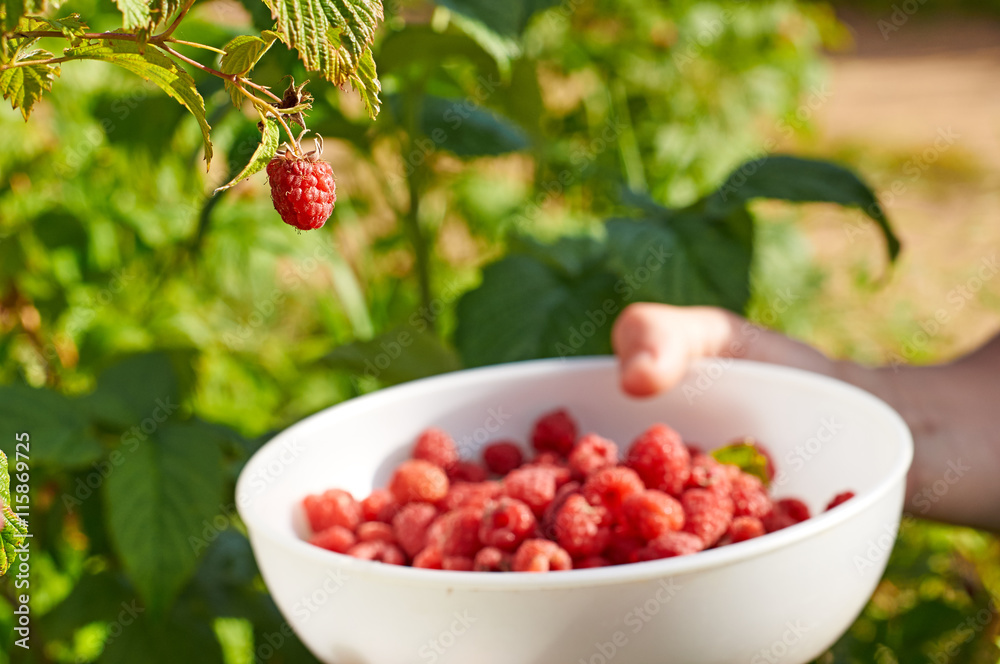 Collecting ripe raspberry Collecting ripe raspberry