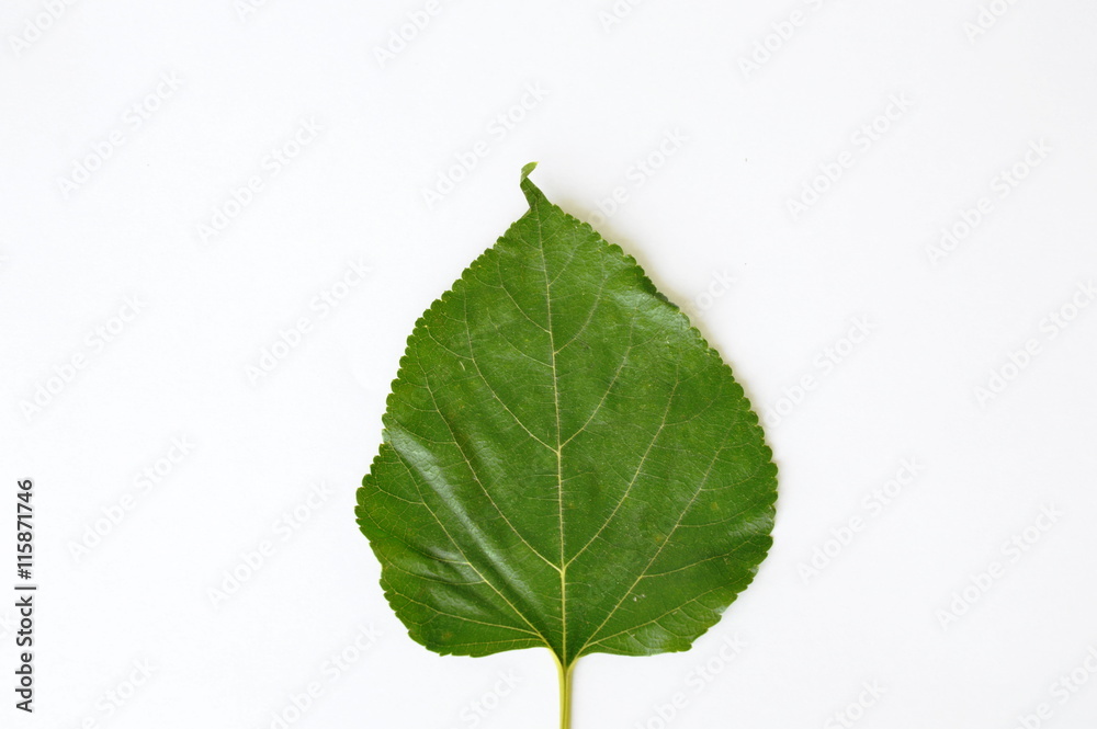 mulberry leaf texture on white background mulberry leaf texture on white background