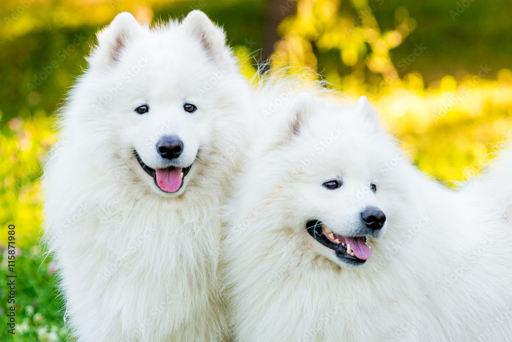 Samoyed two dogs in the park