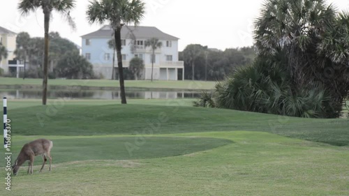 a Links style golf course on Fripp Island, near Beaufort South Carolina. photo