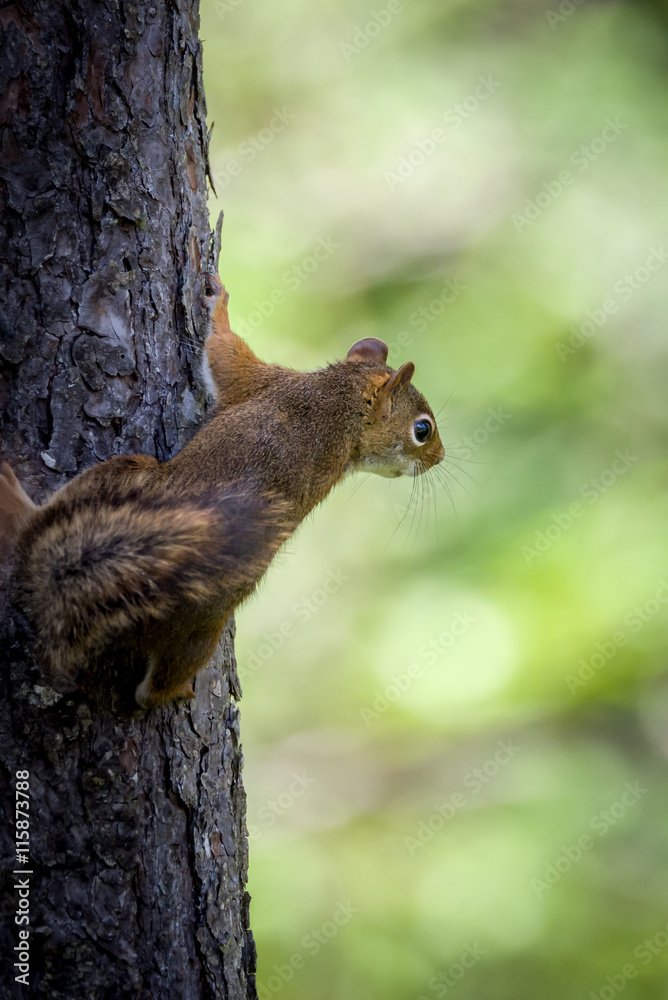 Obraz premium American red squirrel climbing a tree looking off to the right