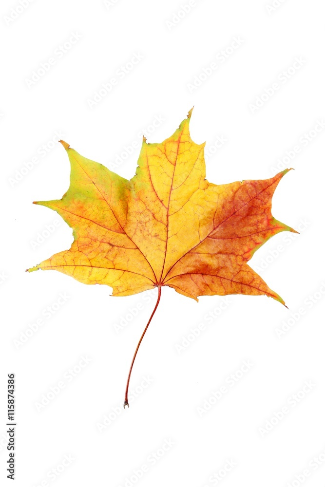 Autumn leaf isolated on a white Autumn leaf isolated on a white