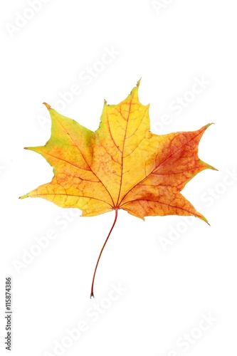 Autumn leaf isolated on a white