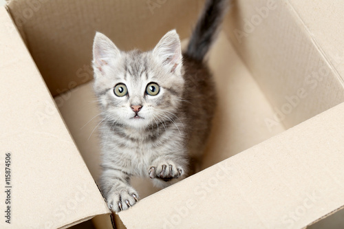 Beautiful little cat in a box