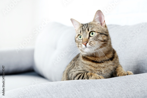 Beautiful cat on the grey sofa, close up