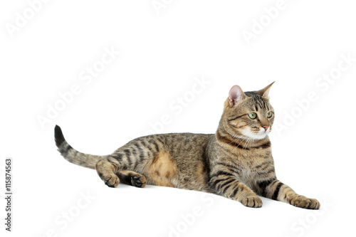 Beautiful cat isolated on a white, close up