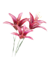Red Lily Flowers watercolor