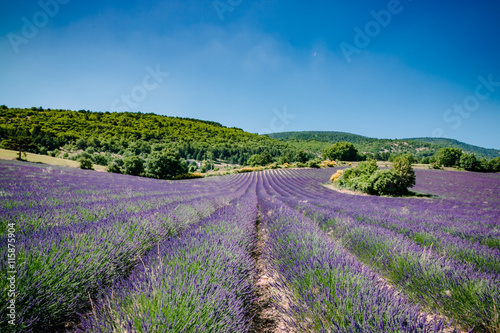 Champs de lavandes en Provence