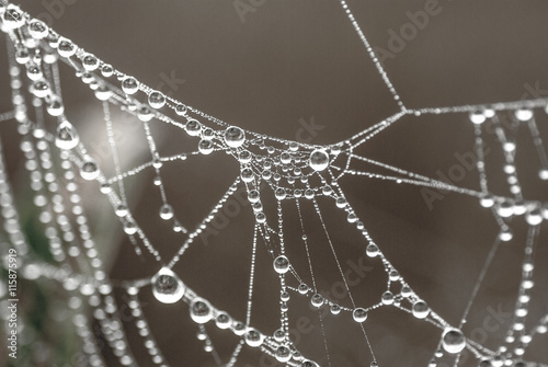 Raindrop on web spider