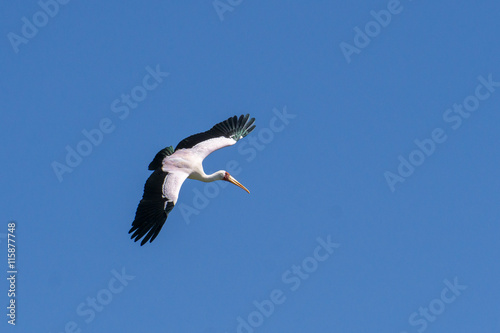 Yellow-billed Stork