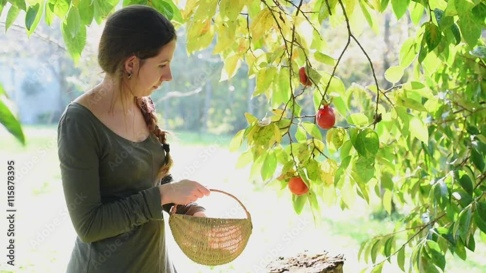 Picking fruits