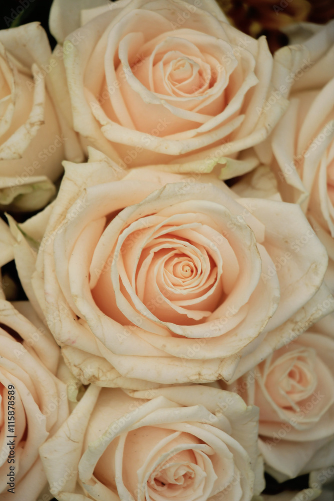 Pale pink roses Pale pink roses