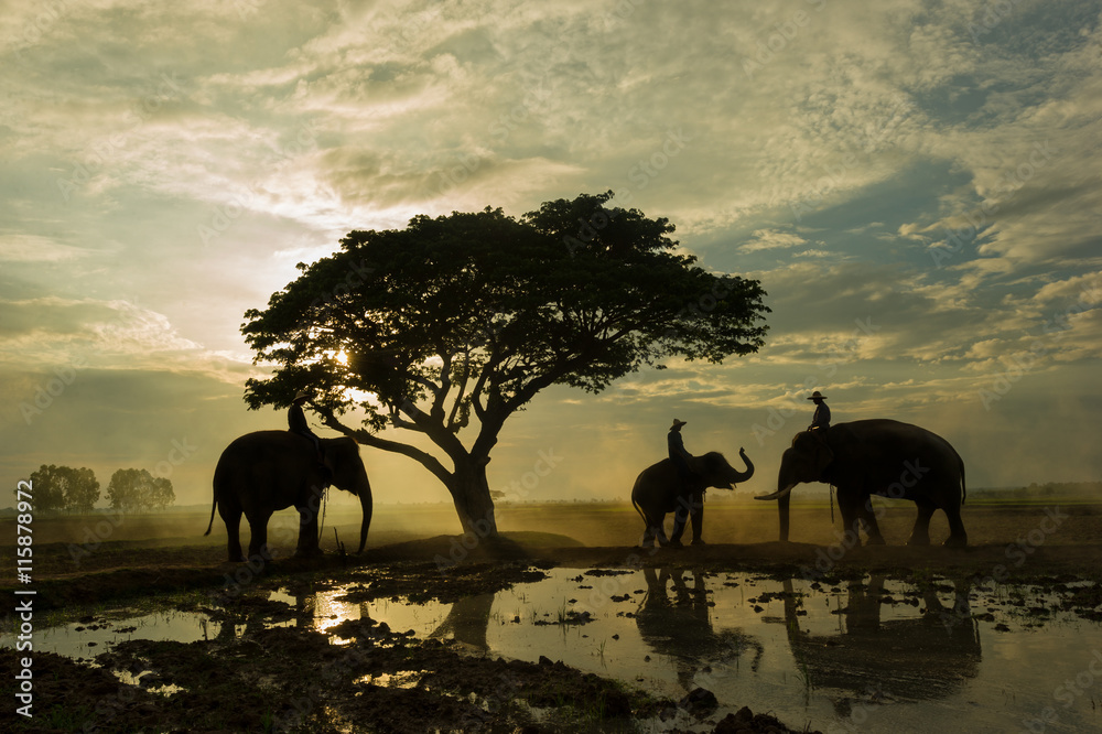 Obraz premium Elephant and mahout gther under big tree in the sunrise