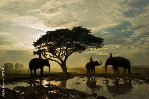 Elephant and mahout gther under big tree in the sunrise
