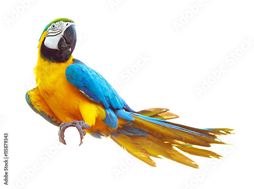 Colorful blue parrot macaw isolated on white