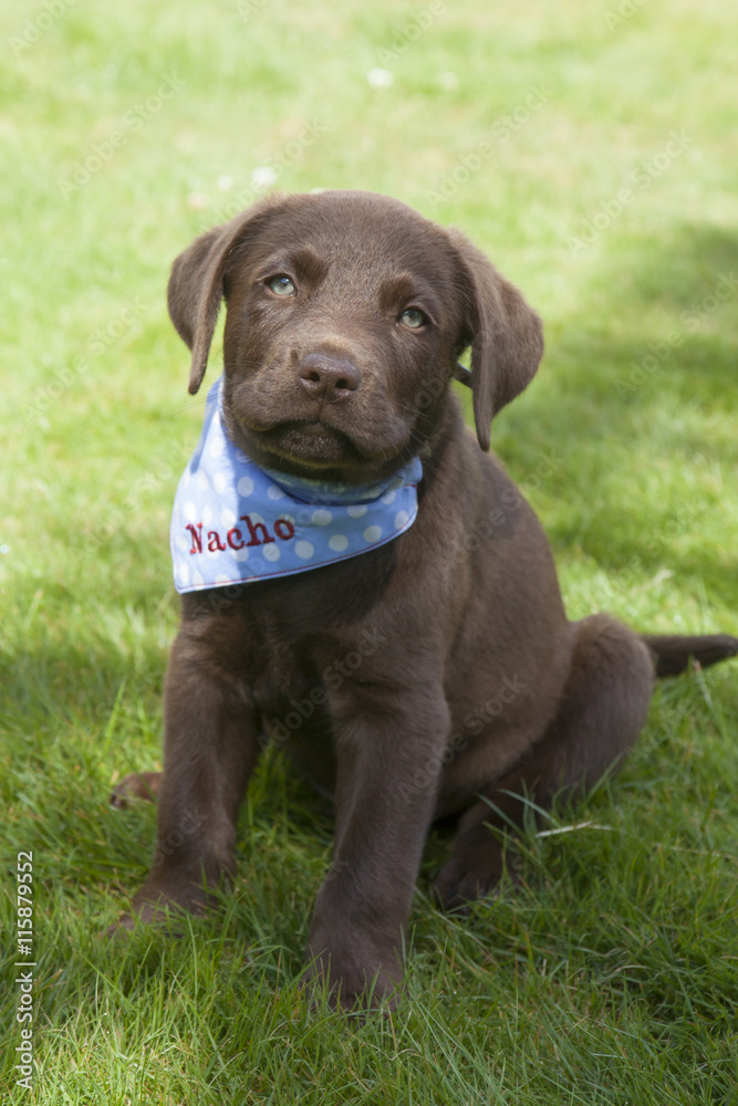 sweet brown labrador puppy playing