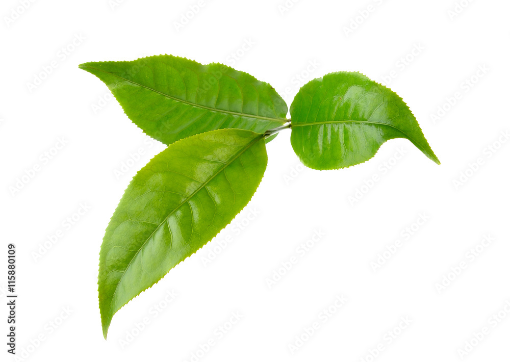 Obraz premium tea leaf on white background