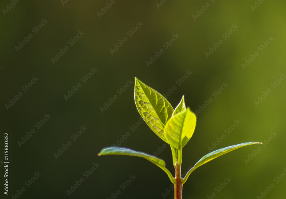 little sprout avocado little sprout avocado