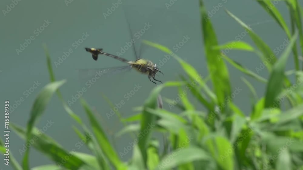 Dragonfly Resting On A Twig and Flying in slow motion
