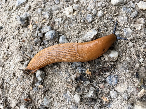 Nacktschnecke auf einem Weg mit vielen kleinen Steinen