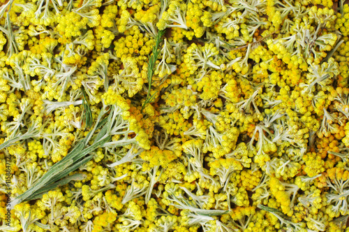 Flowers of helichrysum arenarium closeup. Bright yellow flower background. Medicinal field herbs