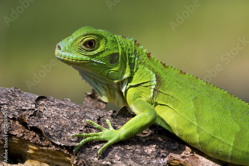 Close-up of Green iguana photo