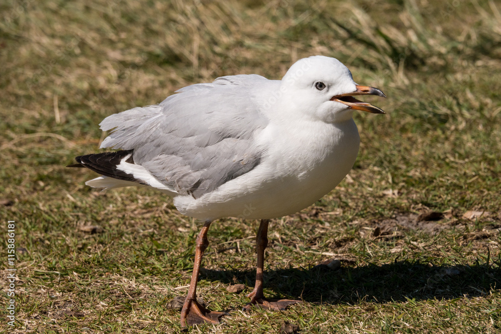 Silbermöwe läuft durch das Gras auf North Stradbroke Island - Ostküste Australien Silbermöwe läuft durch das Gras auf North Stradbroke Island - Ostküste Australien