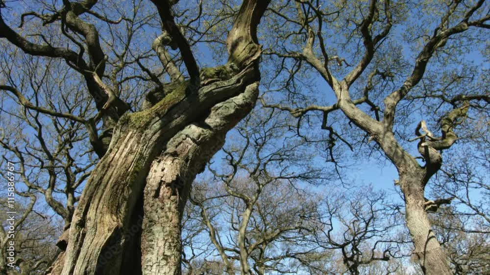 Twisted tree