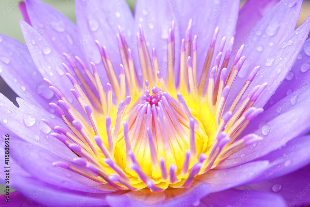 Obraz premium Nature pattern of colorful waterlily or lotus flower pollen for