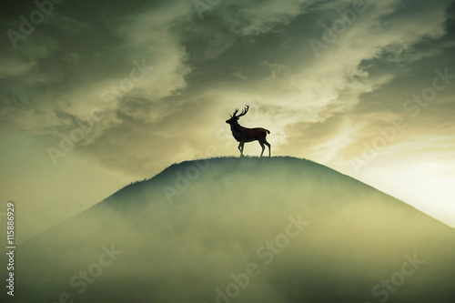 Silhouette lonely deer with long horns standing on hill hazy dreamy foggy sunset