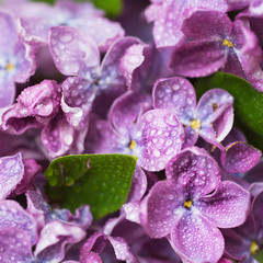 Macro image of spring soft violet lilac flowers with water drops, natural seasonal floral background. Can be used as holiday card with copy space.