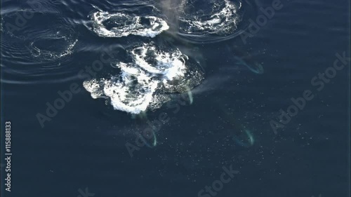 Whales swimming photo