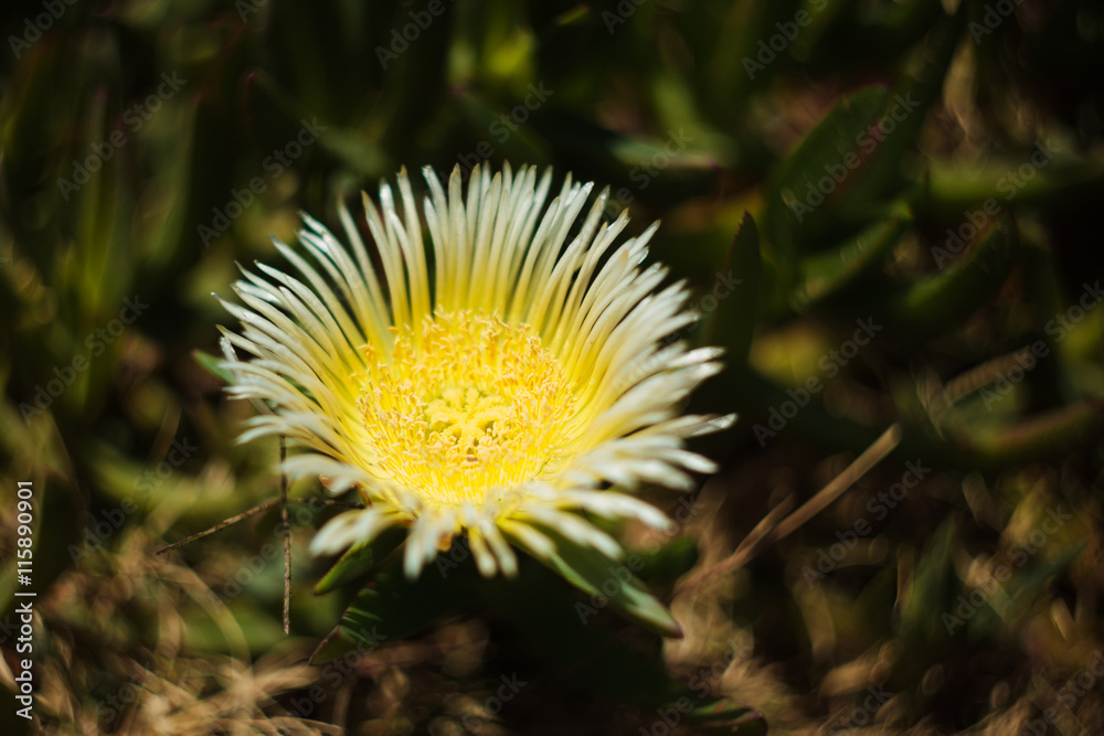 Pigface (Carpobrotus glaucescens) on the beach Pigface (Carpobrotus glaucescens) on the beach