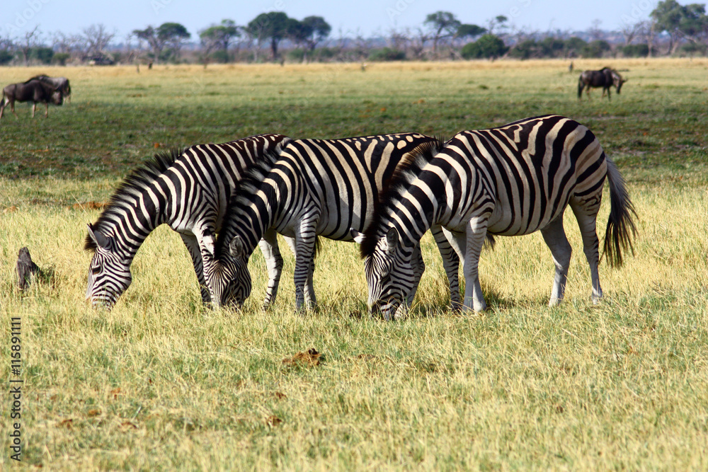 Zebra Zebra