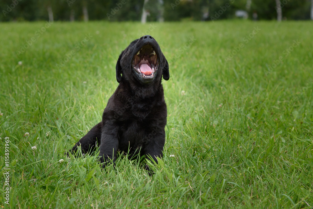 little black Labrador puppy yawns sitting on green grass