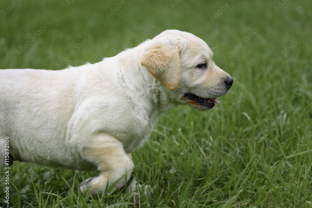 cute yellow Labrador puppy running on green field cute yellow Labrador puppy running on green field